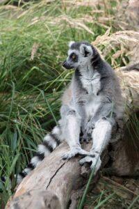 Madagascar Uncovered: Your Ultimate Travel Guide to the Island's Unique Wonders and Adventures